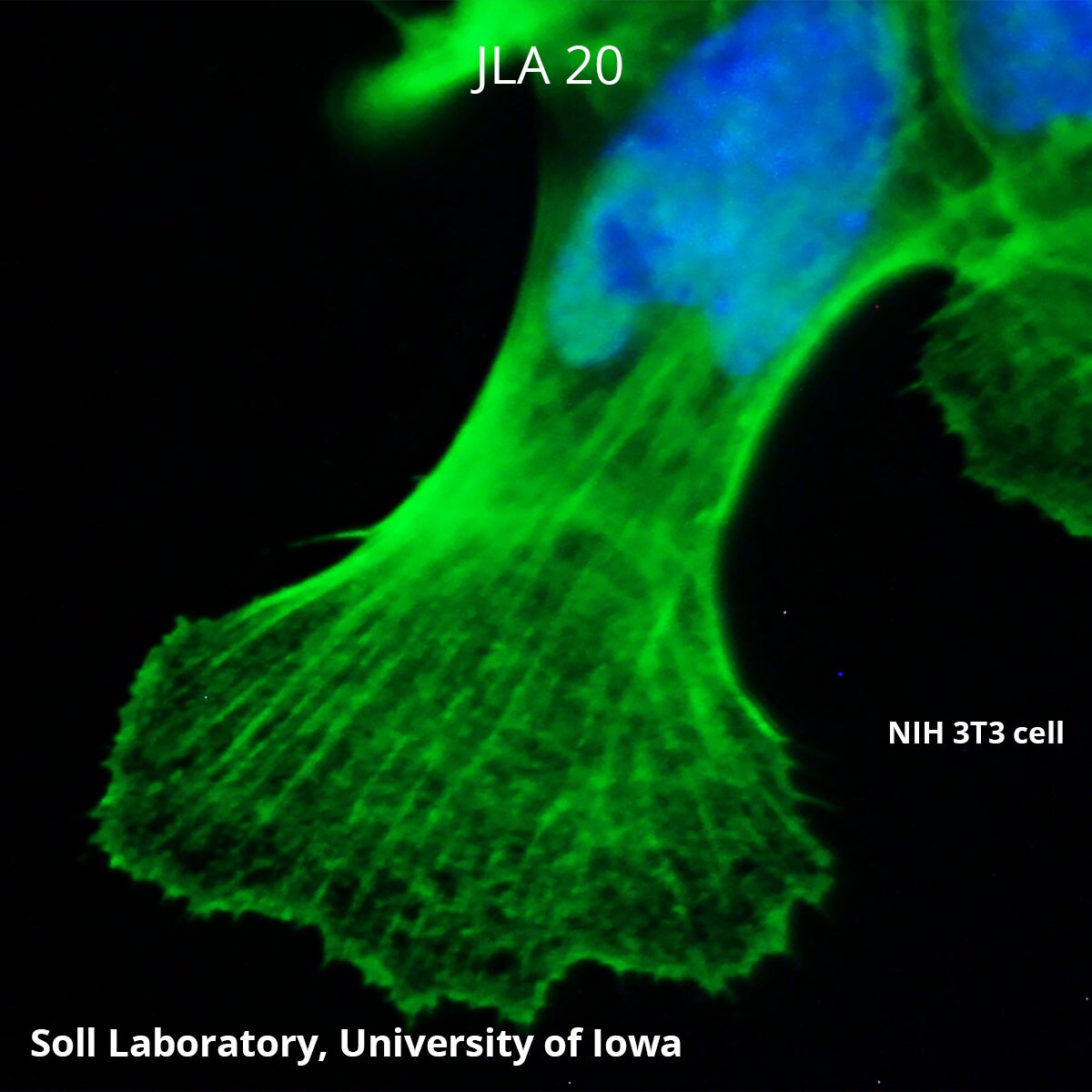 ち*ぷ様 ディアステマDiastema cf. fimbriatoloba ACTA Antibody (JLA20) - DSHB